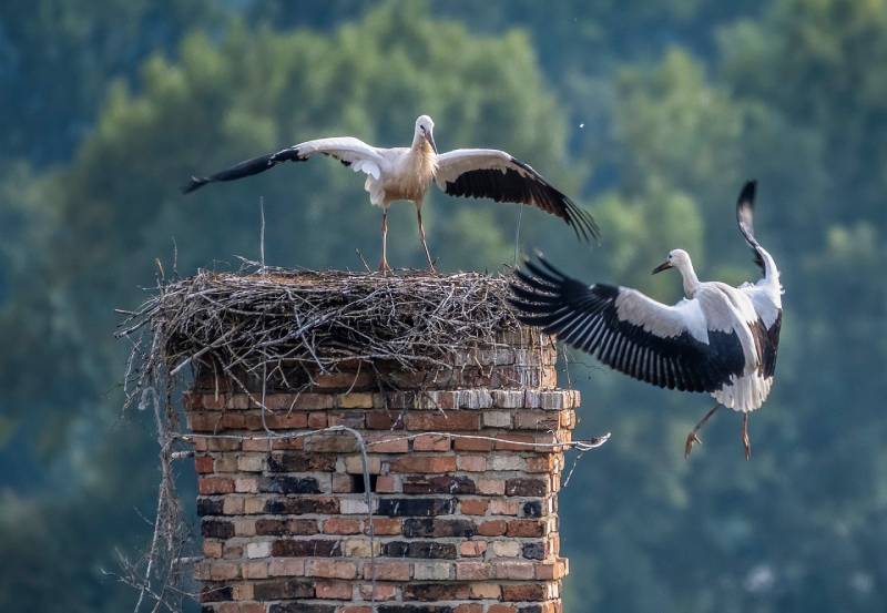Expert Chimney Animal Removal in Bartlett, IL Professional Chimney Animal Removal Services in Bartlett, Illinois